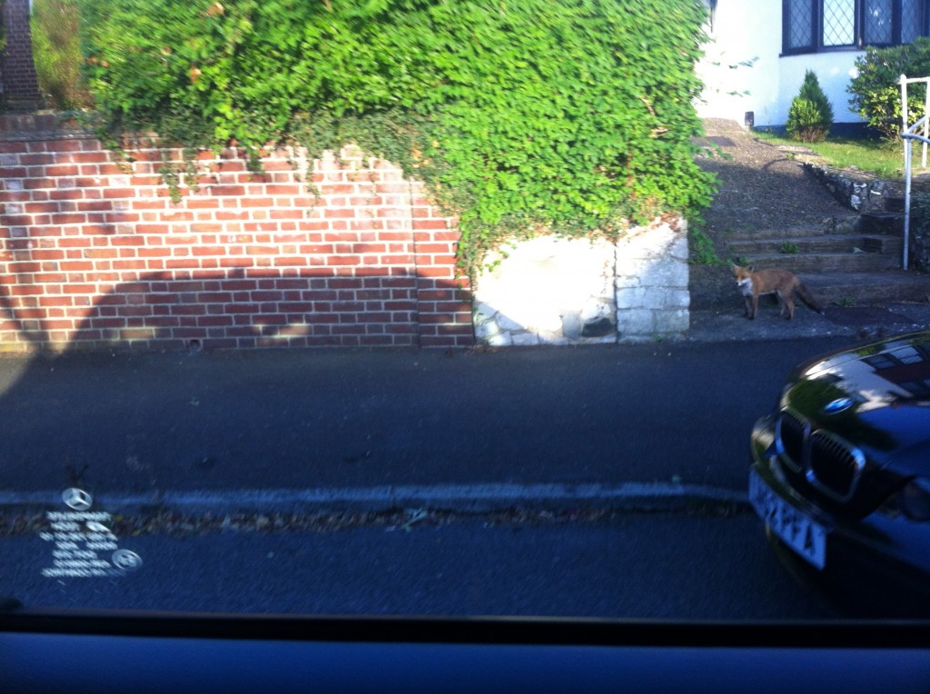 I took this picture from a moving car of a sly British fox trying to cross the road.