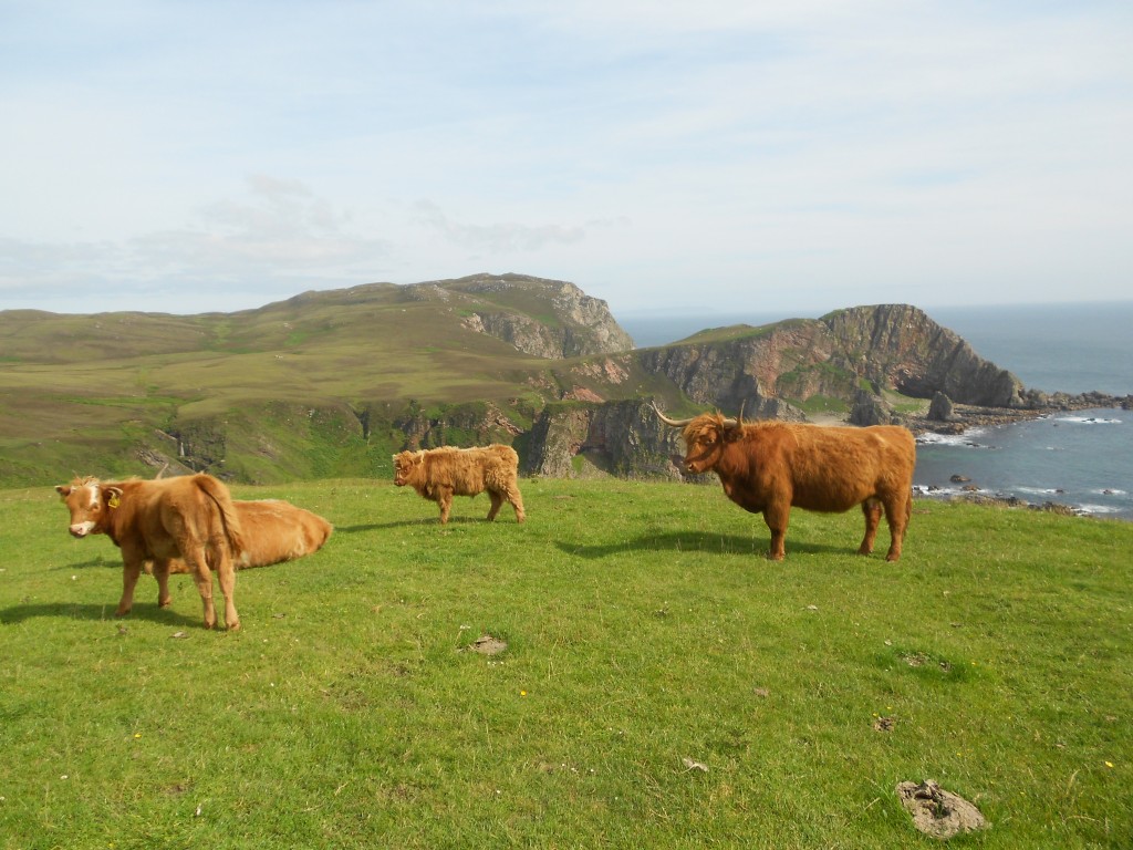 Mull of Oa Cows