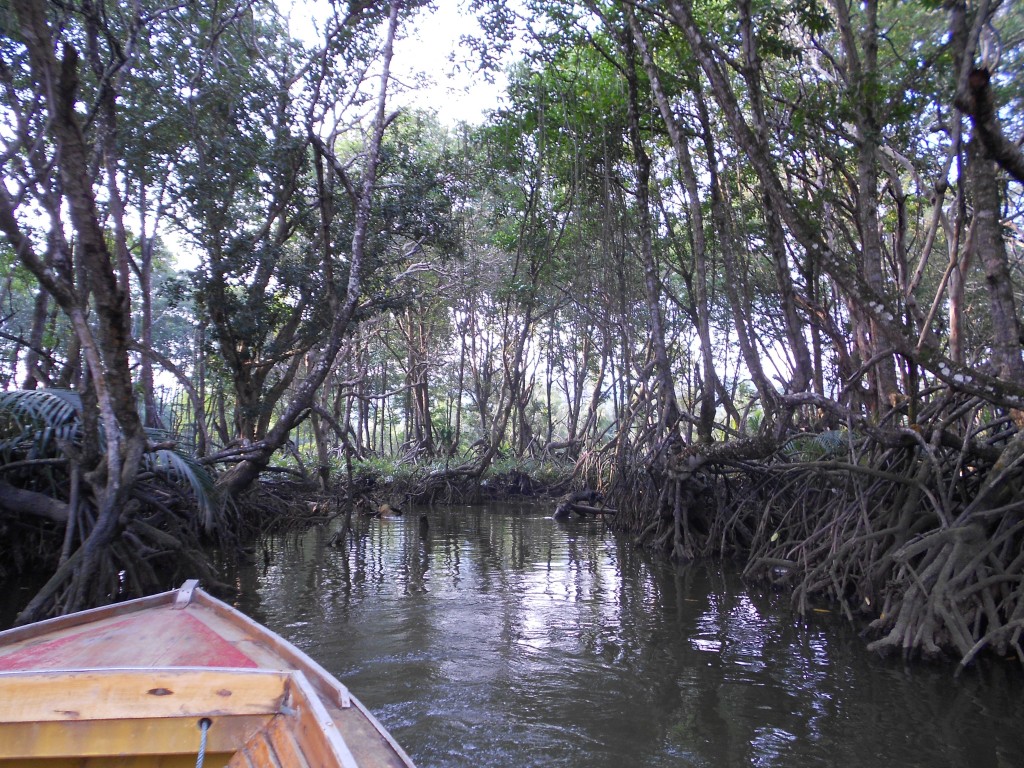 Checking a mangrove for monkeys.