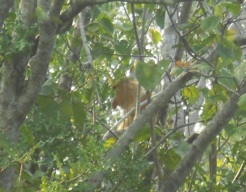 Success! At the third stopping point, we finally had a good look at the Proboscis Monkeys.