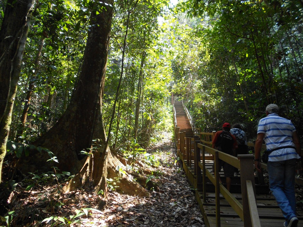 The walk up is not that difficult with the stairway path and seems to go by quickly as you explore the jungle around you.