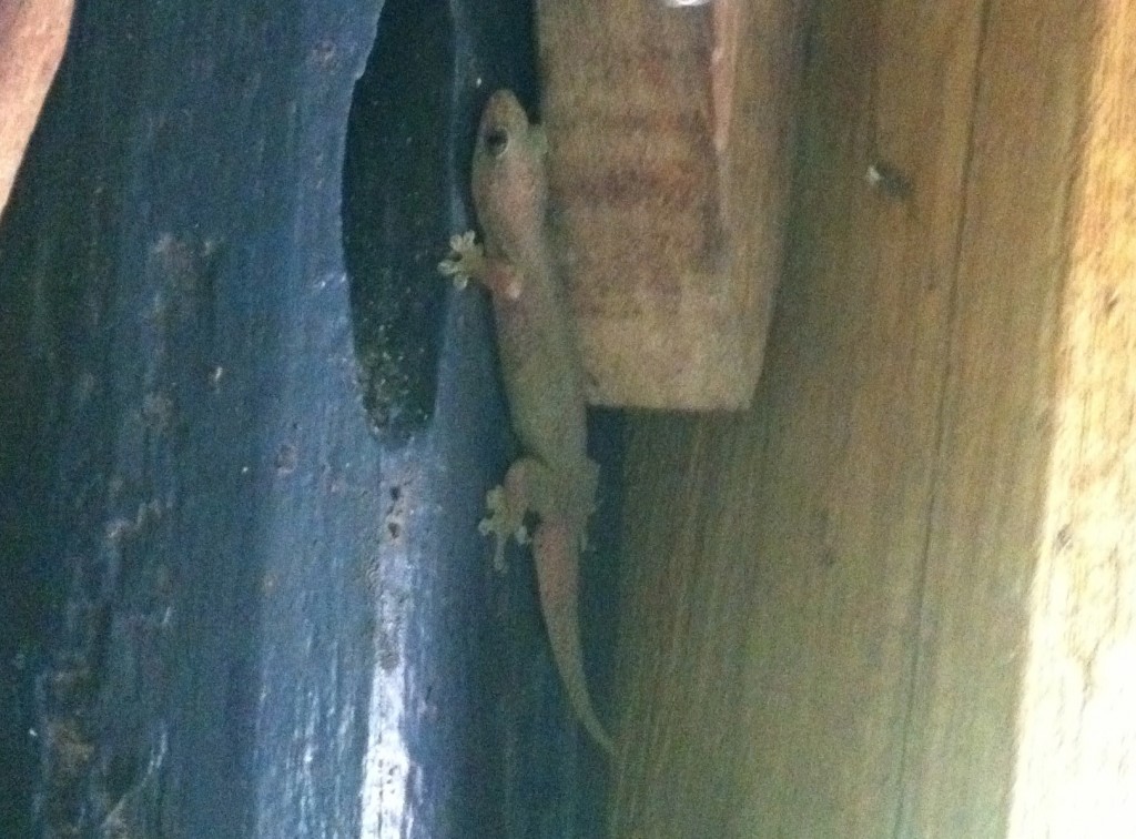 I love geckos. They eat up all the annoying mosquitoes.