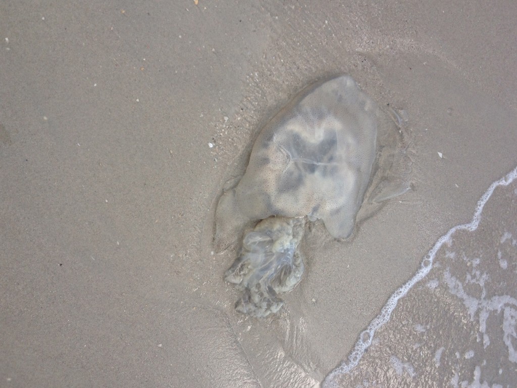 The biggest freakin jellyfish I’ve ever seen is about the size of a car tire. 