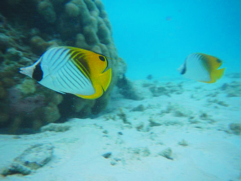 Angel fish among others didn’t mind getting close and personal with us.