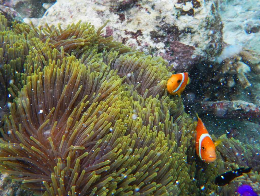Shy clown fish hiding in anemones.