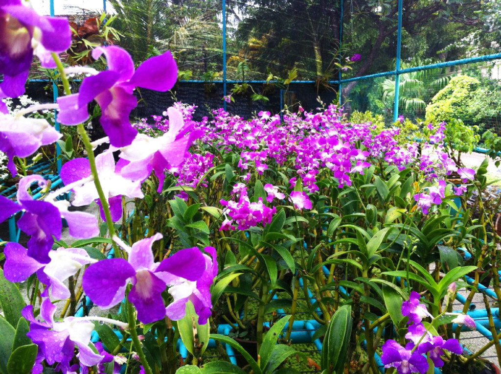 Beautiful purple orchids at Kurumba's Orchid Nursery