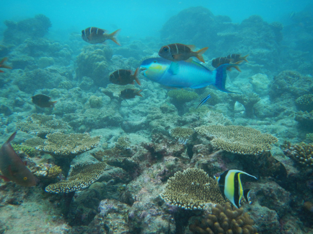 Huge parrot fish and plenty of species of coral fish. 