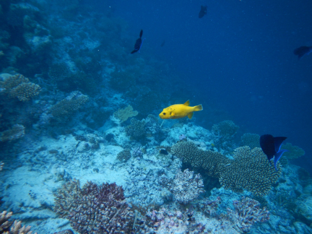 The elusive yellow puffer fish or "mango of the sea".