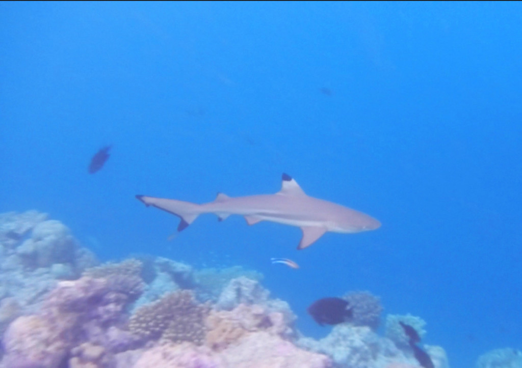 Seeing a Black Tip Reef Shark swim up to you is a bit unnerving, even if you know they aren't dangerous.