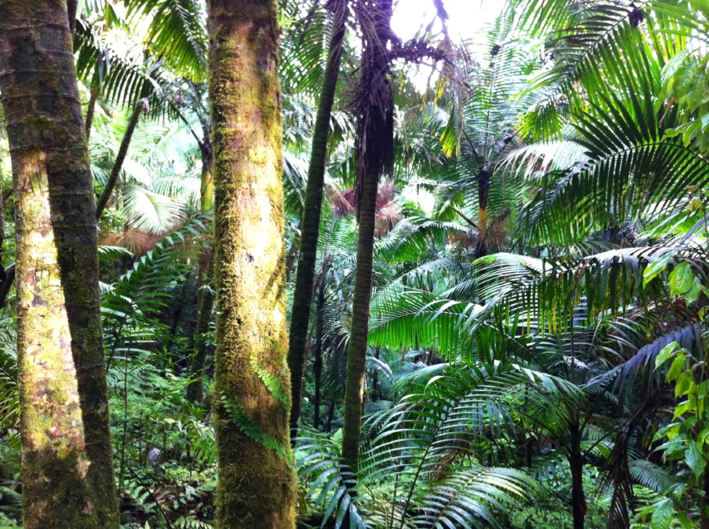 There was a big tree on the trial, but your view would mostly be of lush tropical forests and vegetation