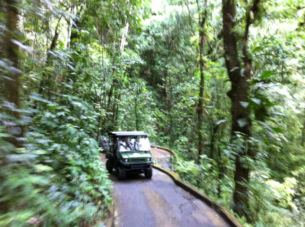 Speeding through the jungle like in Jurassic Park. 