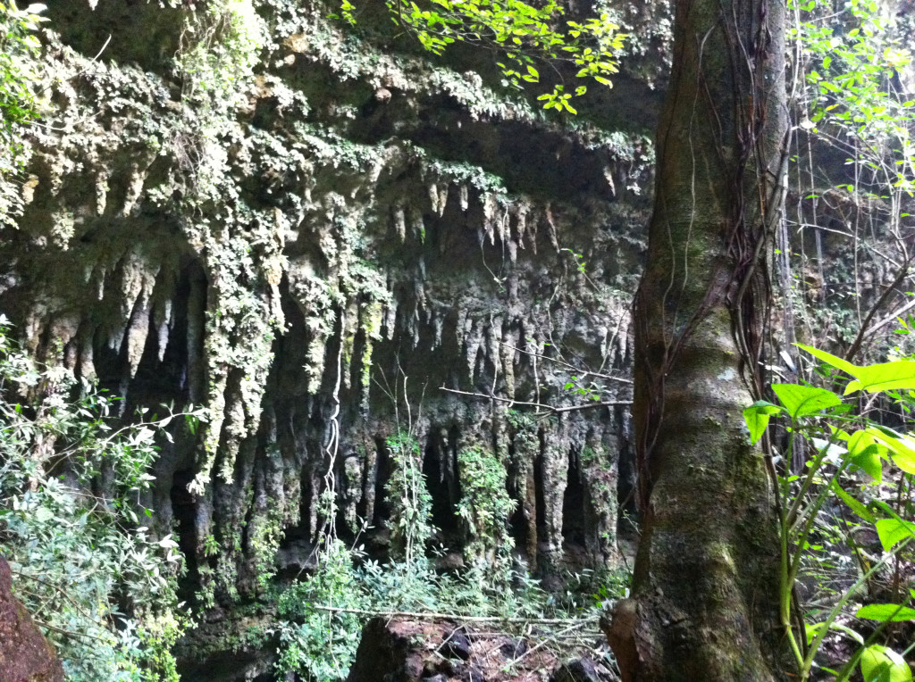 Mossy stalactites at the cave entrance.