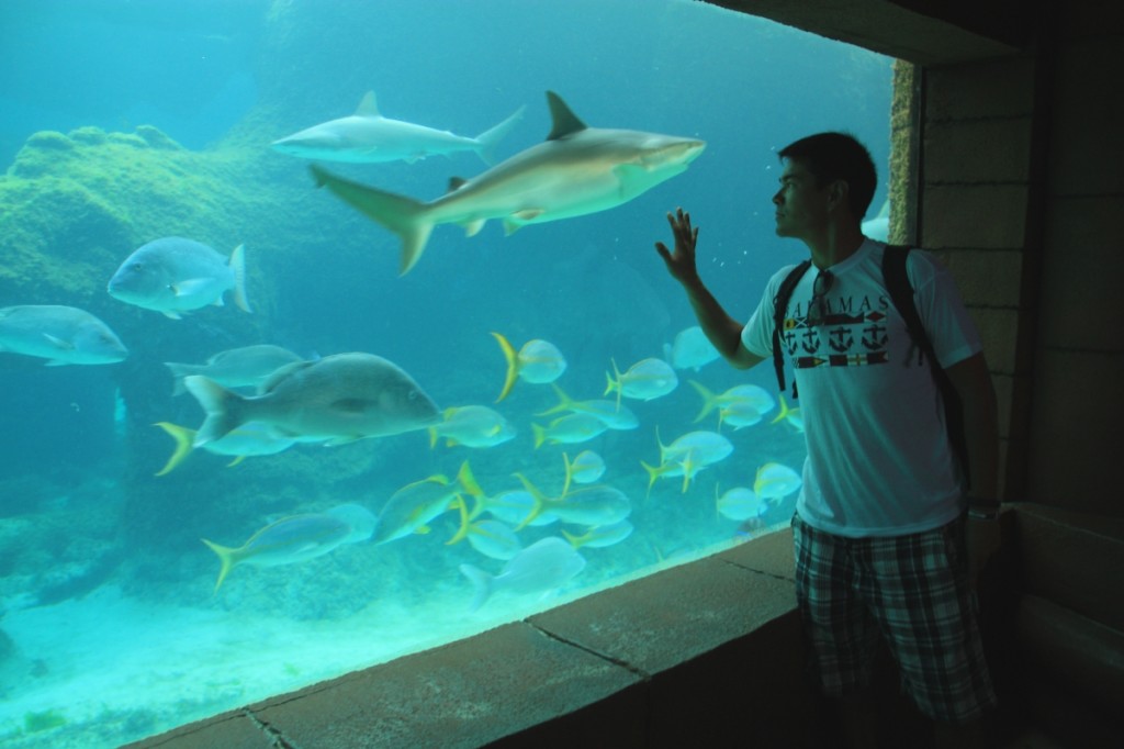 The impressive aquarium housed many different kinds of fish.