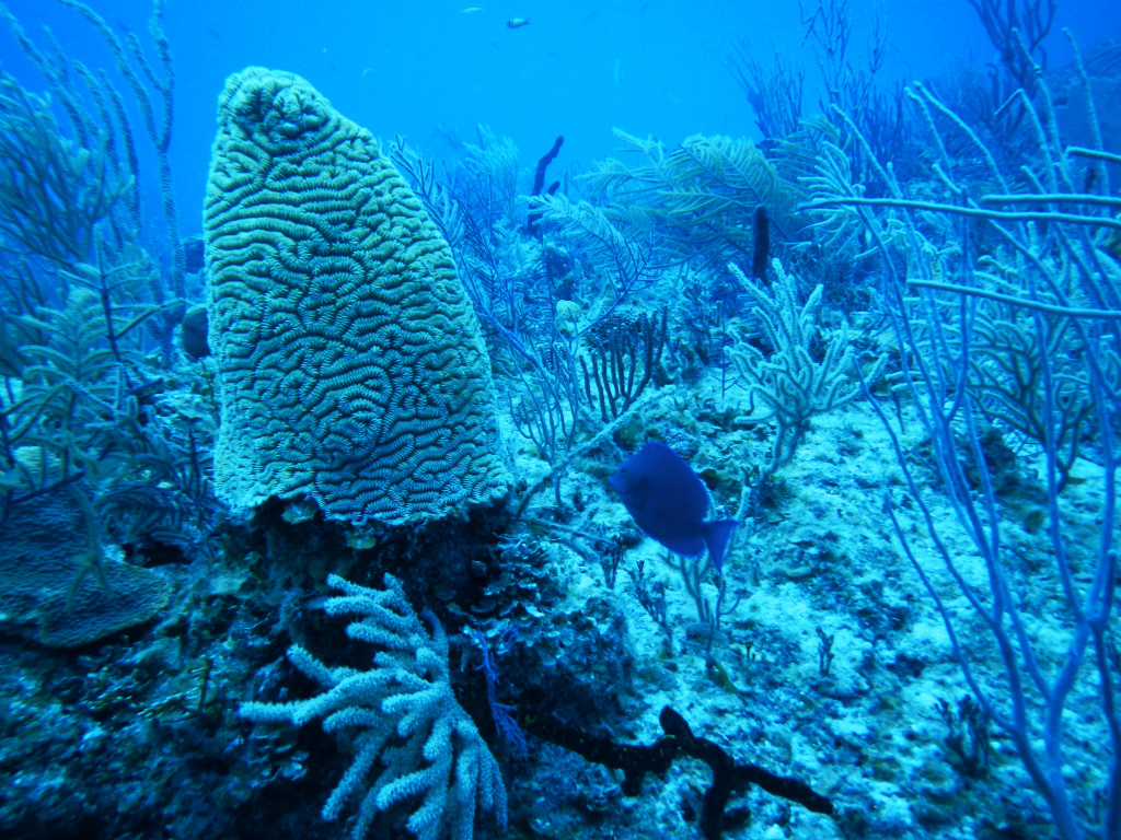 There were many kinds of coral formations, like this smurf hat coral. 
