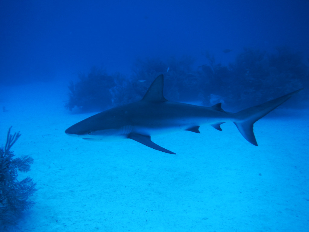 The reef sharks were getting pretty close…