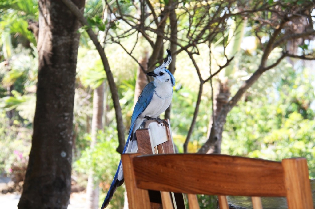 A beautiful White-throated Magpie-Jay joins us for lunch!