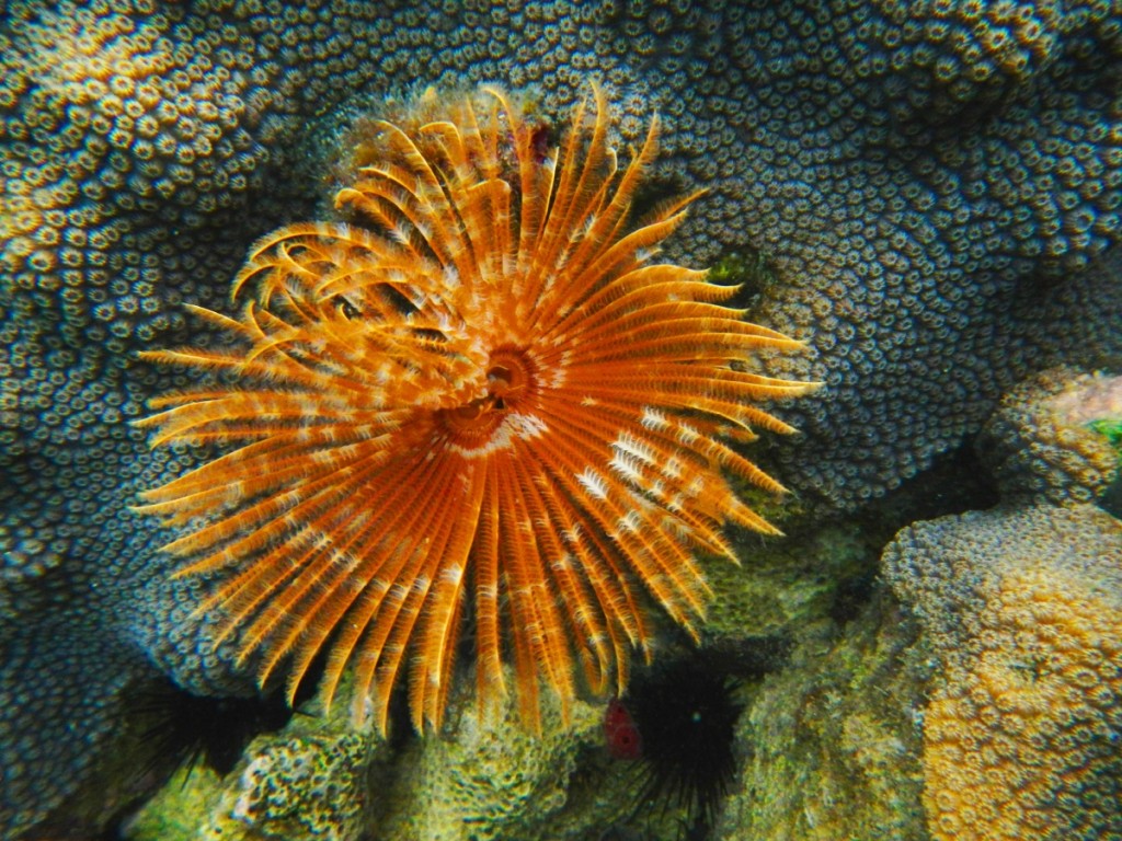 Sea anemone flower...