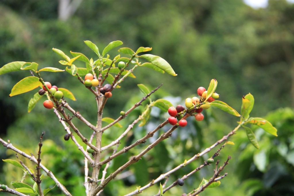 Coffee plants in Finca Lerida.