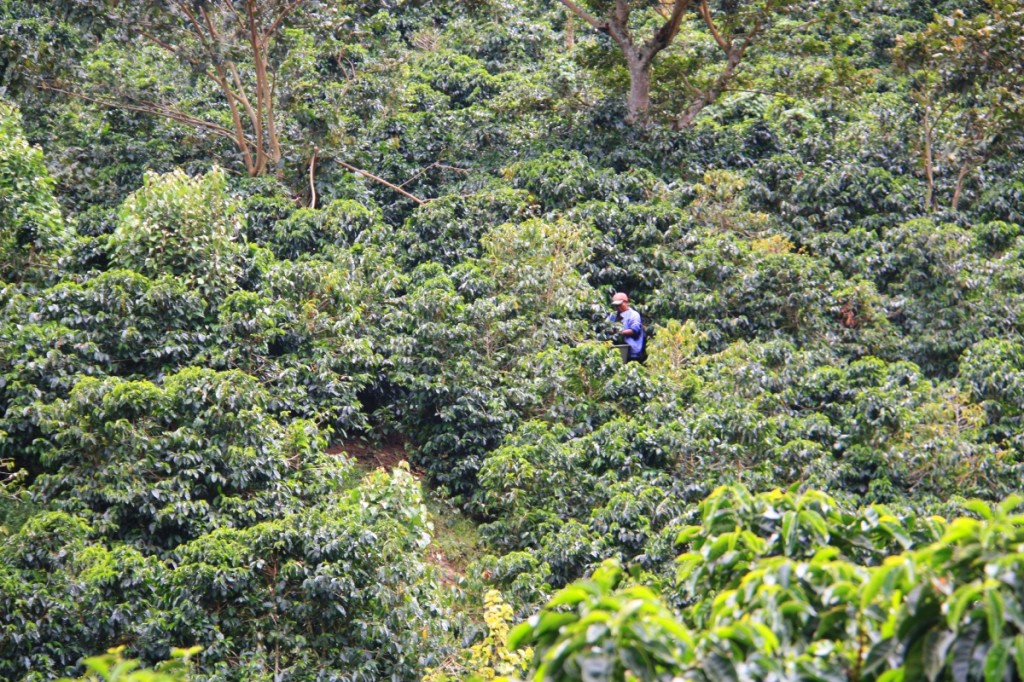 A local coffee picker finishing up.