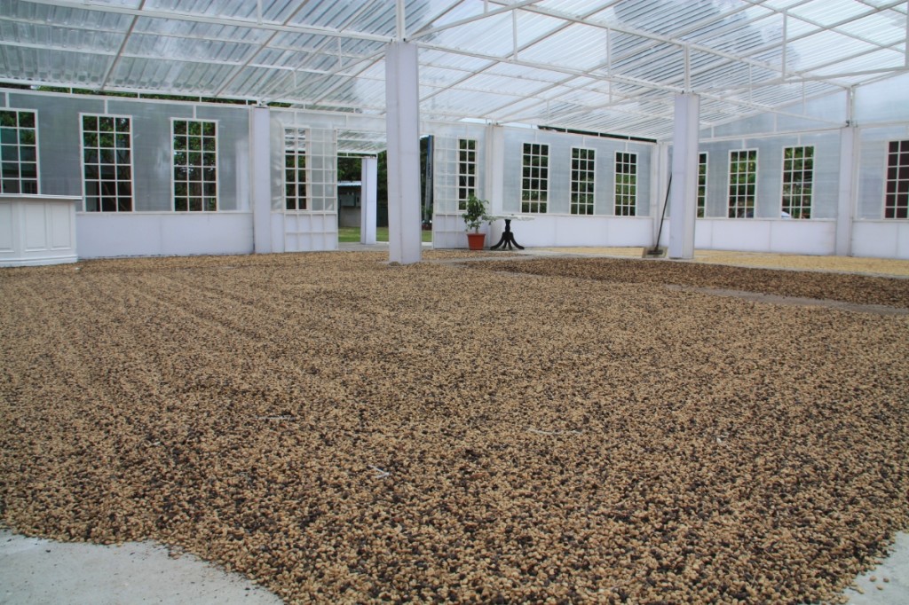Air drying the beans.