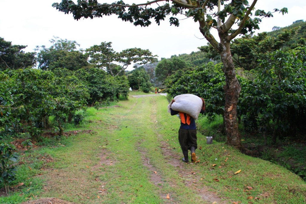 A coffee picker hauling back the fruits of his hard labor. 