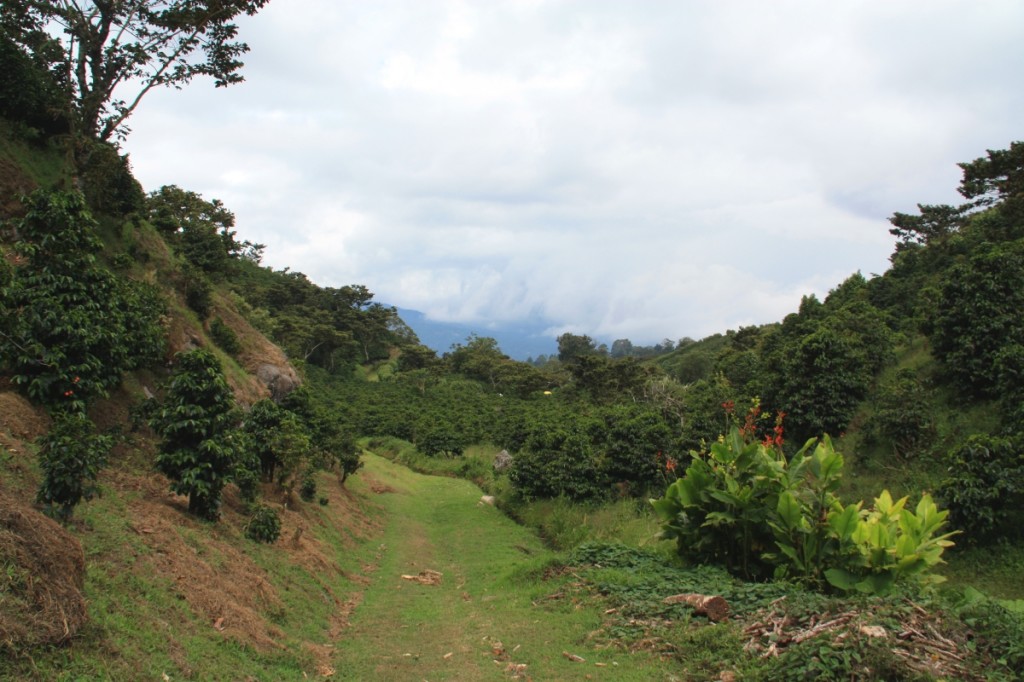 Hiking into the mountains at the Finca Lerida estate!