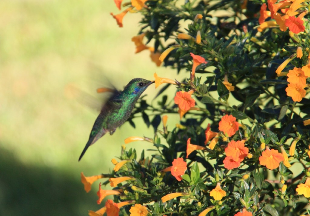 Ok... one last awesome hummingbird shot!
