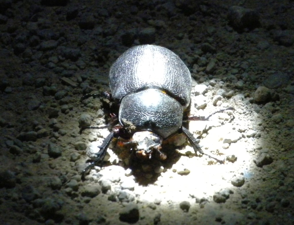 Another large beetle in our path.