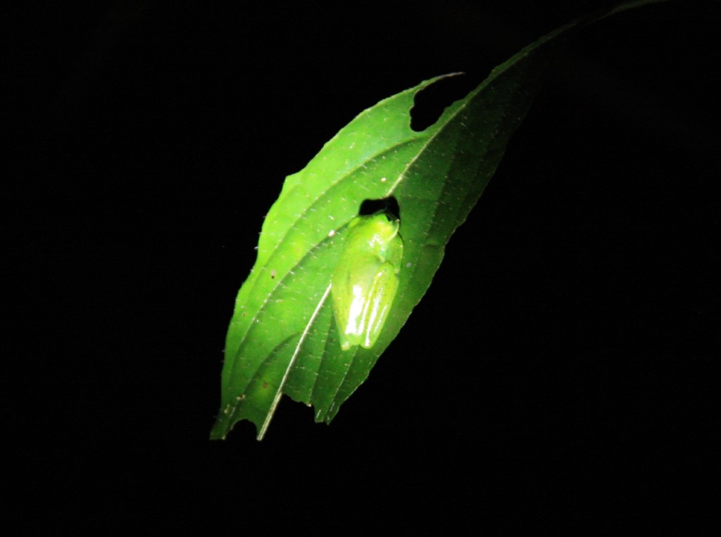 Glass frog stuck to a leaf!