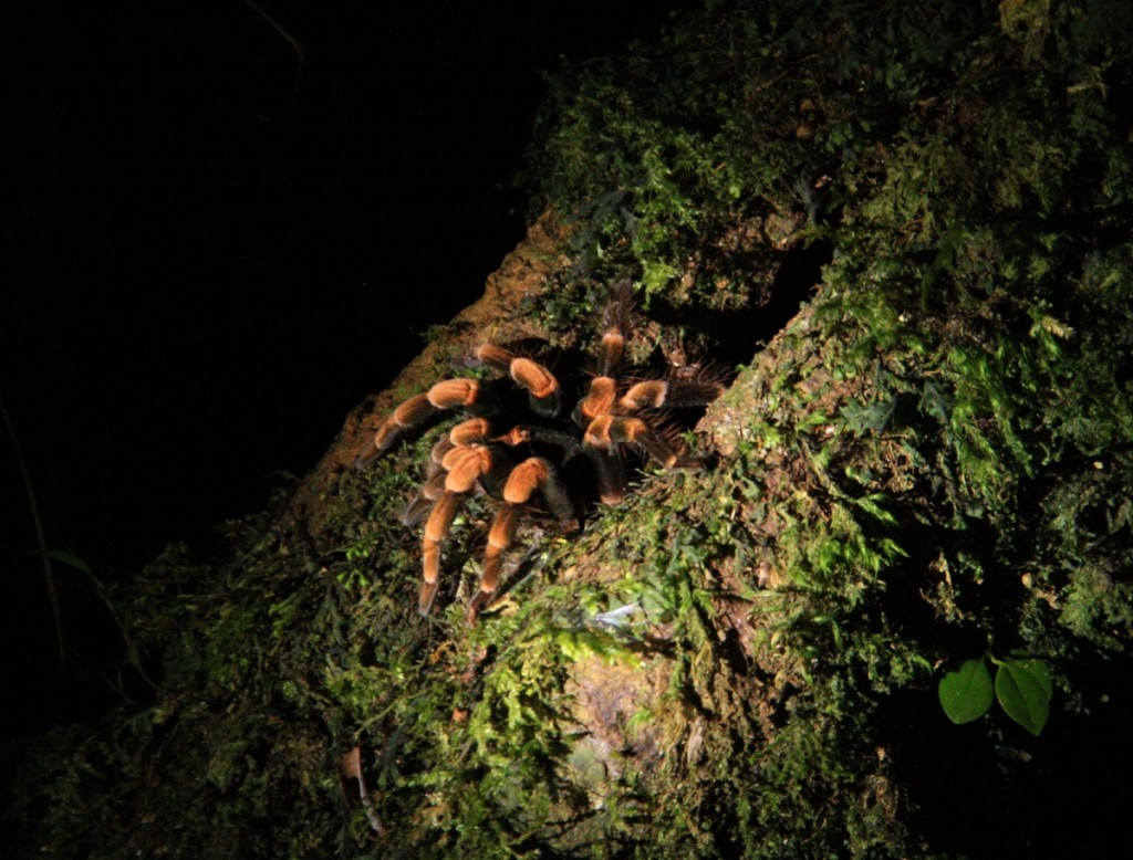 Yes this tarantula was just sitting in this tree...