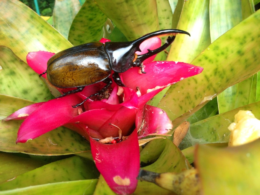 Huge rhinoceros beetle right outside of the hotel reception. 