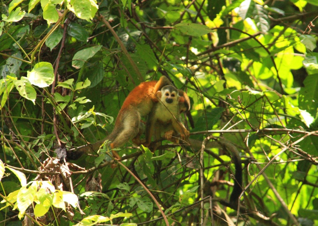 And a squirrel monkey baby. 