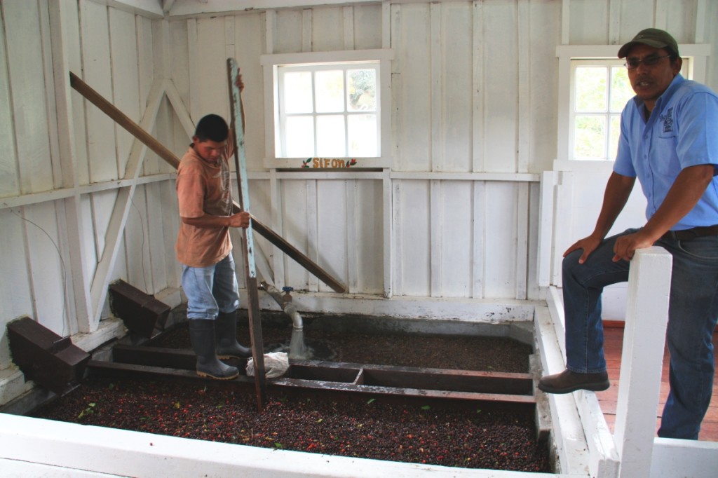 Processing the coffee and separating the pulp from the bean.